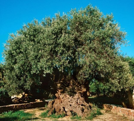 самое древнее оливковое дерево